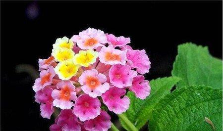 五色梅的花语（五色梅花语的意义与传承）