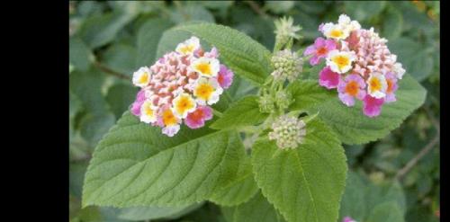 五色梅的花语（五色梅花语的意义与传承）