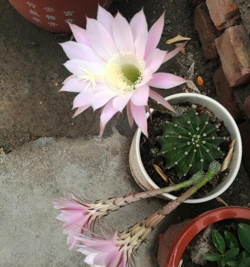 仙人球开花白色寓意之美（探索仙人球白花背后的深意）