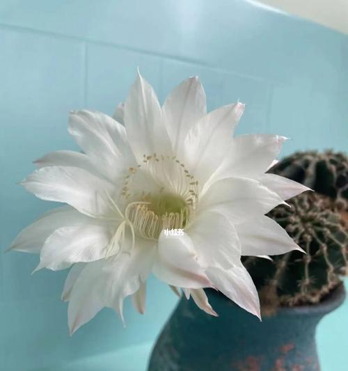 仙人球开花白色寓意之美（探索仙人球白花背后的深意）