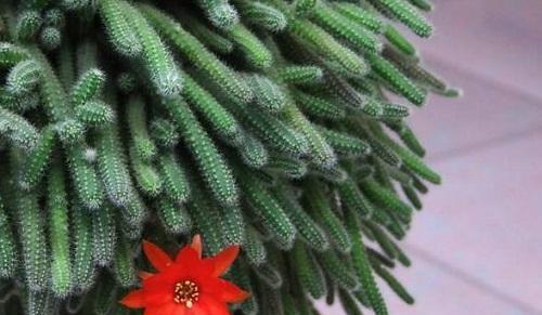 仙人指花（揭开仙人指花的意义与传说）