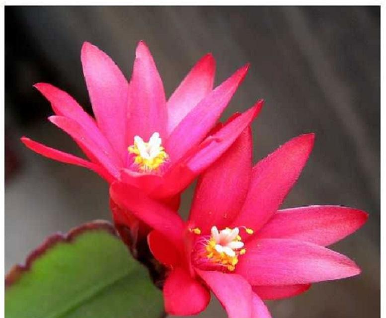 仙人指花（揭开仙人指花的意义与传说）