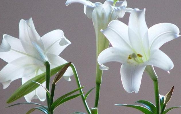 百合花的纯洁与无争（纯净的花香）