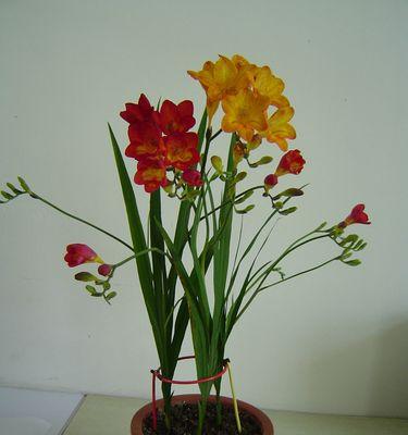 香雪兰的花语与寓意——传递爱与美的芬芳（揭秘香雪兰的花语）