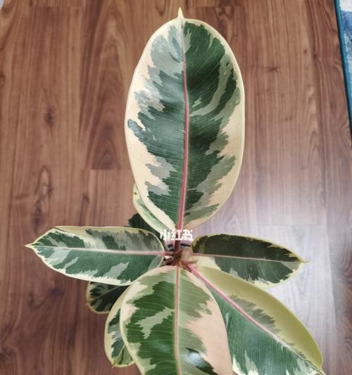 橡皮树花开，寓意坚韧生命力（橡皮树开花的花语及其象征意义）