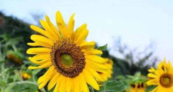 向日葵代表的花语与含义（探秘向日葵的美好寓意及象征）