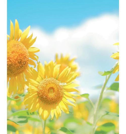 向日葵的花语与传说（展望阳光的向日葵）