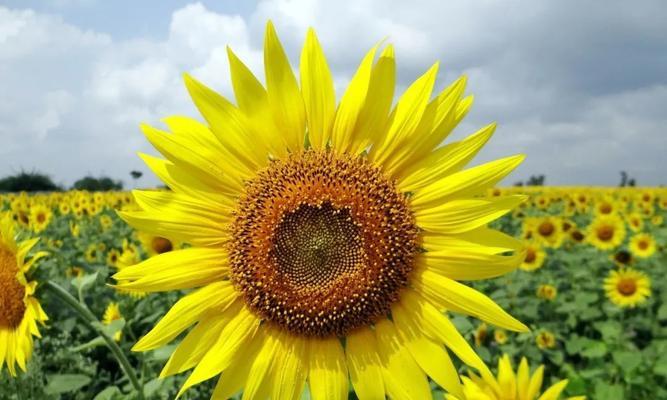 向日葵的花语与代表意义（向日葵）