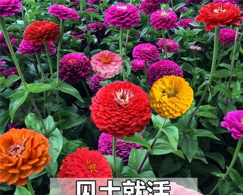 百日草的种植和养护详解（百日草一盆种几颗合适）