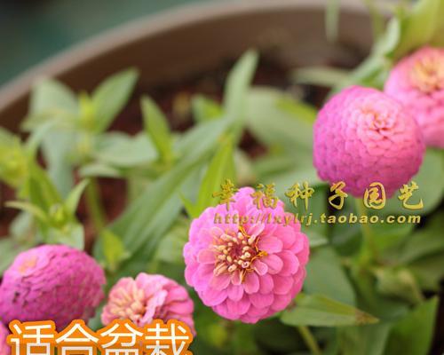 如何选择最佳的百日草播种时间（了解百日草的生长需求）
