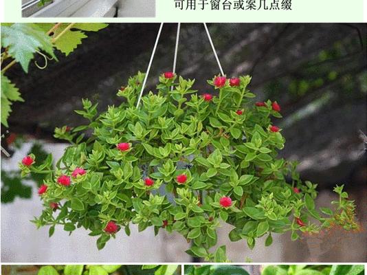 百万心怎么养殖（了解百万心的养殖技巧）