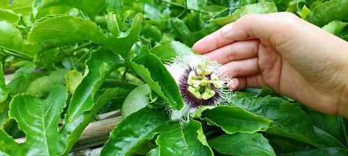 百香果的采摘与收获季节（掌握正确采摘时间）