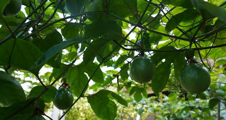 百香果的采摘与收获季节（掌握正确采摘时间）