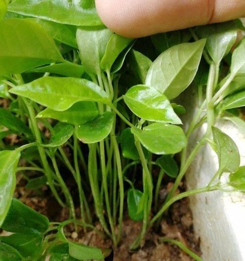 百香果的生长周期与关键期（探究百香果的生长过程及关键期）