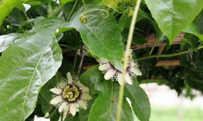 百香果开花结果时间及栽培技巧（探秘百香果开花结果的奥秘）