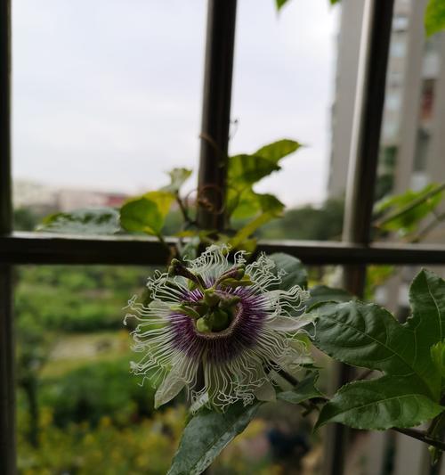百香果的开花周期（探究百香果的花期及其影响因素）
