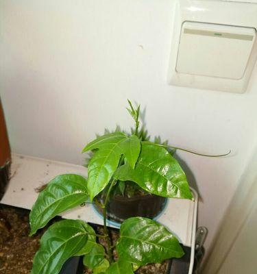 百香果根系的特点与发展（探究百香果根系的结构与生长条件）