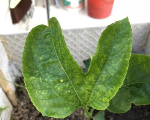 百香果花叶病的防治方法（了解病症症状）