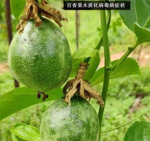 百香果花叶病的防治方法（了解病症症状）