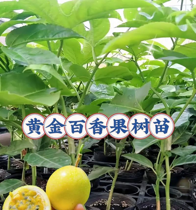 百香果的栽培与养护（一种多年生果树的全面介绍）
