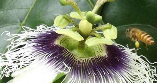 百香果开花结果时间及技巧（掌握这些技巧）
