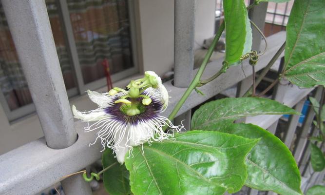 探究百香果开花季节及生长环境（何时开花）