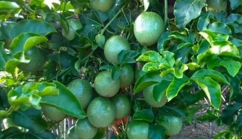 百香果是多年生植物吗（从种子到收成）