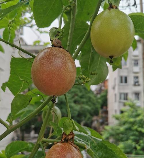 百香果甜度高吗（探究百香果的甜度与营养价值）