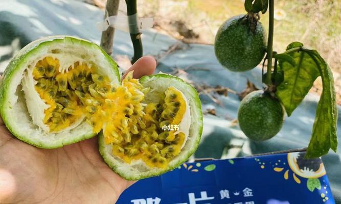 百香果甜度高吗（探究百香果的甜度与营养价值）