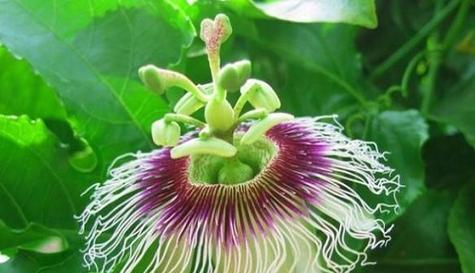 百香果的花期及生长特点（了解百香果的花期）