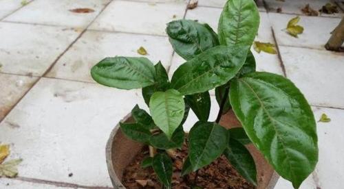 如何种植百香果（种子是种植百香果的关键）