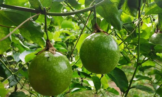百香果肥料怎么选？