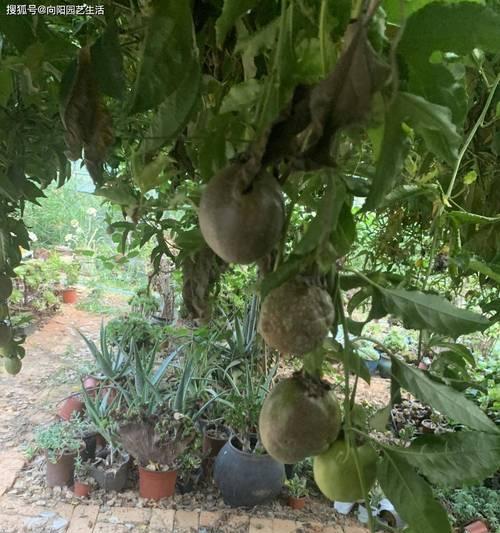 百香果肥料怎么选？