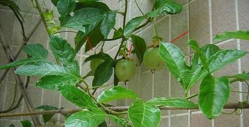保存鲜美的百香果，让鲜果不止于季节