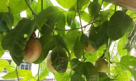 百香果怎么快速开花？——探究百香果开花的技巧和方法