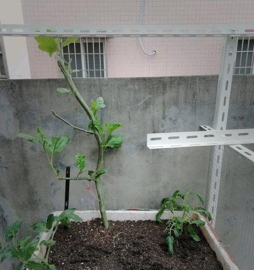 百香果的养护方法（打造一个健康美味的果园）