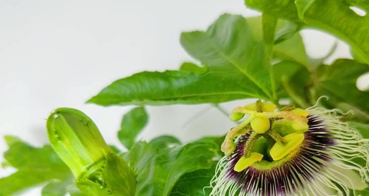百香果只开花不结果的原因及解决方法（百香果开花不结果怎么办）