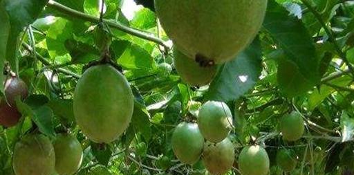 百香果种植指南（时间）