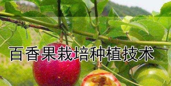 百香果的种植与生长周期（了解百香果生长的时间与方法）