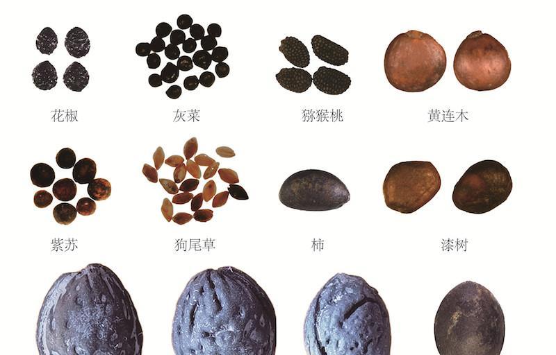 探秘神奇的百香籽（了解百香籽的起源）