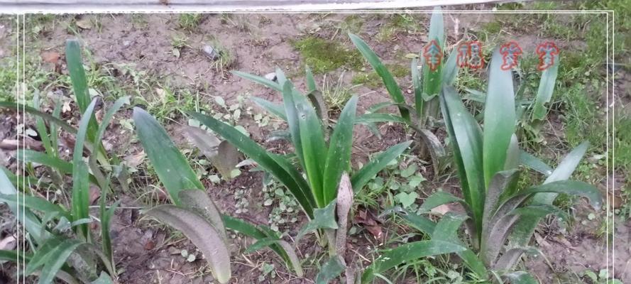 种植百子莲的最佳时间（百子莲种植的季节）