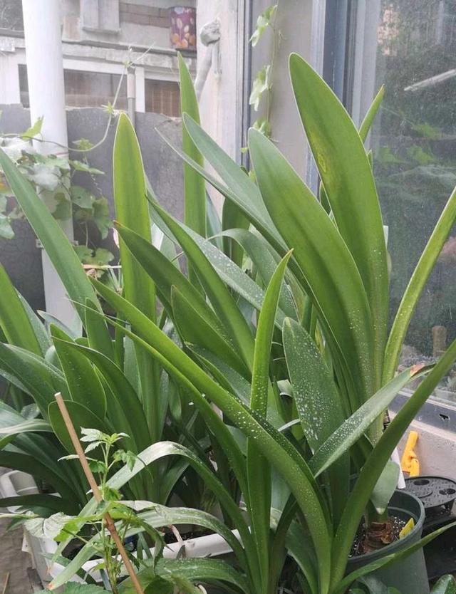 百子莲开花后的处理方法（科学护理）