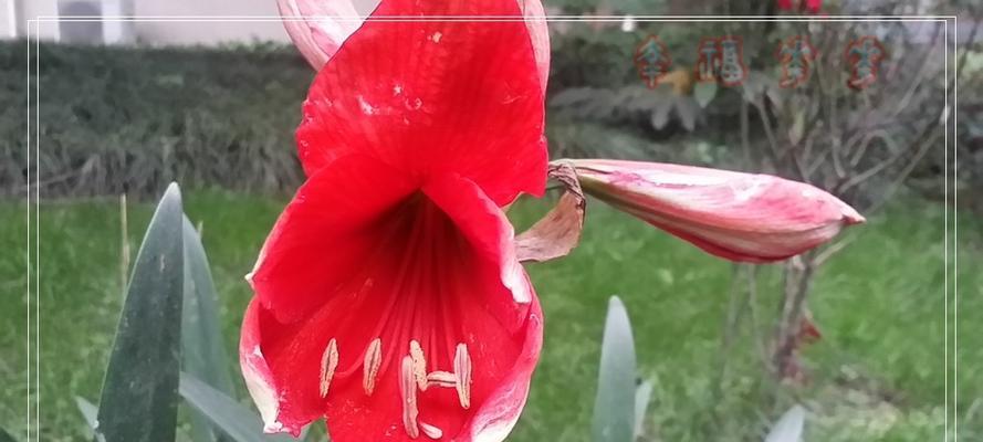 百子莲开花后的处理方法（科学护理）