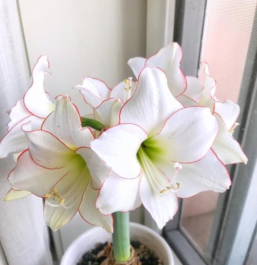 百子莲开花后的处理方法（科学护理）