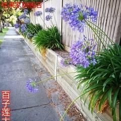 百子莲耐寒多少度（解锁百子莲过冬秘诀）