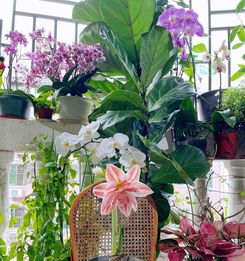 百子莲开花时间及知识（追寻百子莲花开的奥秘）