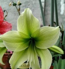 百子莲开花时间及知识（追寻百子莲花开的奥秘）