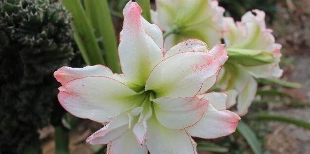百子莲为什么不开花（探究百子莲生长环境）