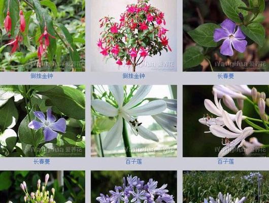 百子莲喜阳还是喜阴（探究百子莲生长环境的需求）