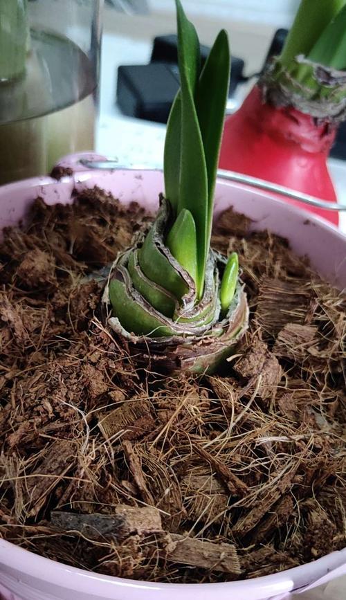 百子莲种球的保存和种植技巧（掌握正确方法）